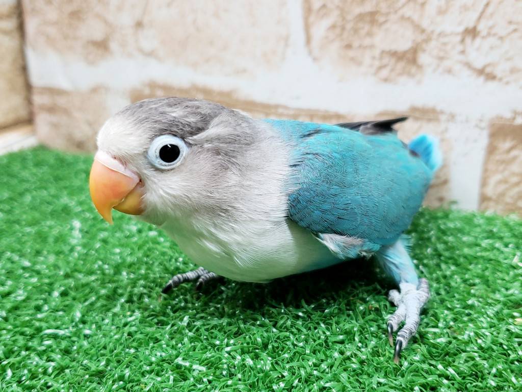 価格の安い鳥 / アクア＆ペット かねだい