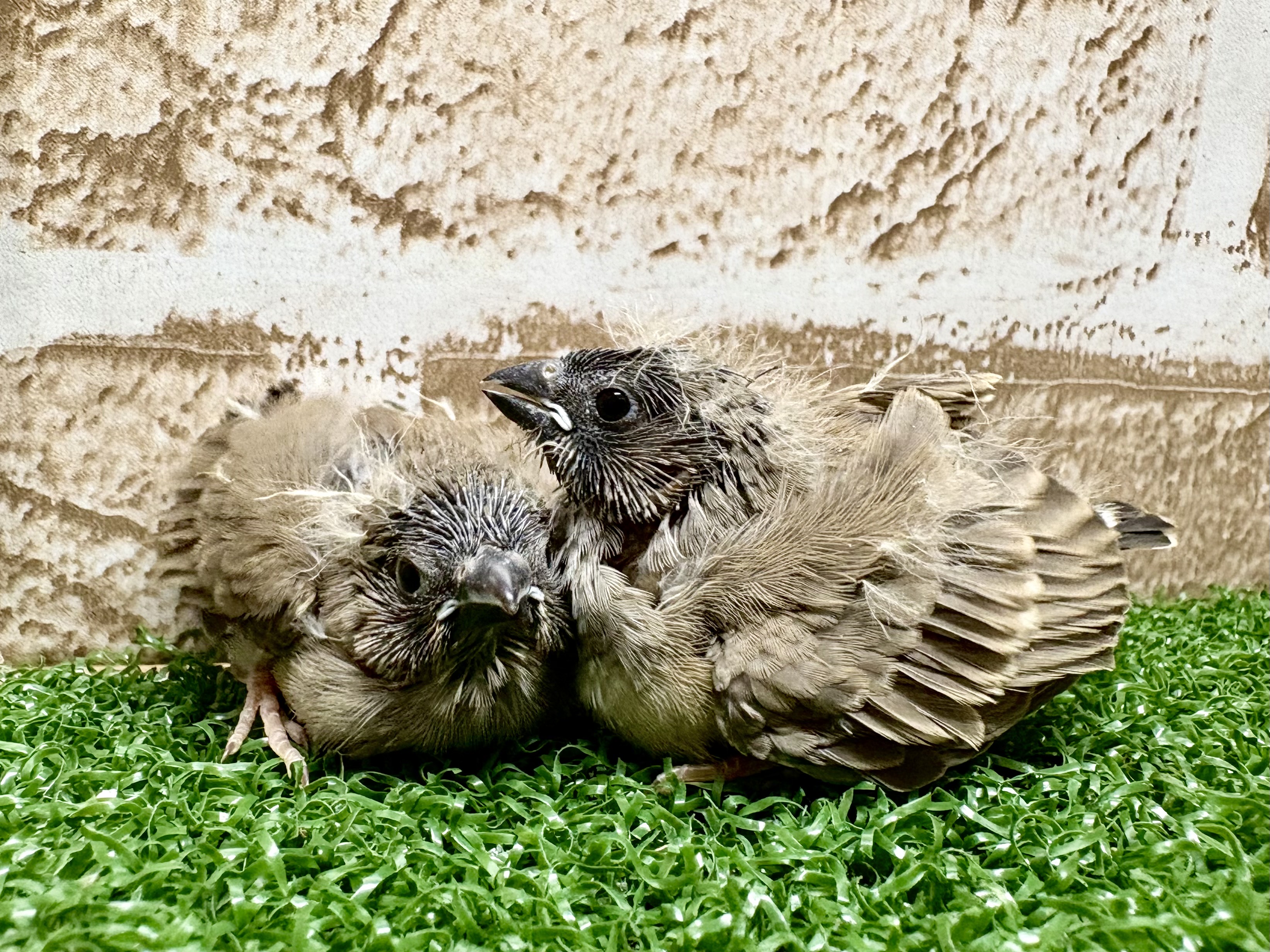 価格の安い小動物（ウサギ・モモンガ・ハリネズミ・ハムスター