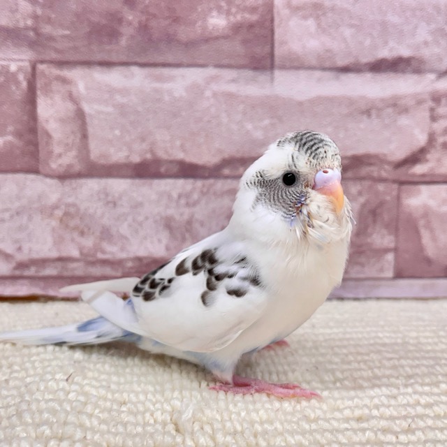 価格の安い鳥 / アクア＆ペット かねだい