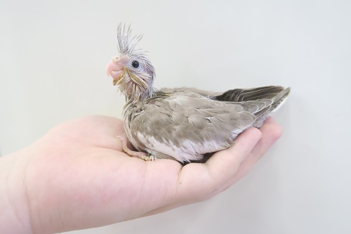 価格の安いオカメインコ ホワイトフェイスシナモン / アクア