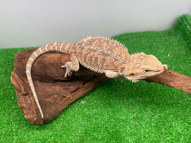フトアゴヒゲトカゲ いきもの大図鑑プレミアム フトアゴヒゲトカゲ（イエロー