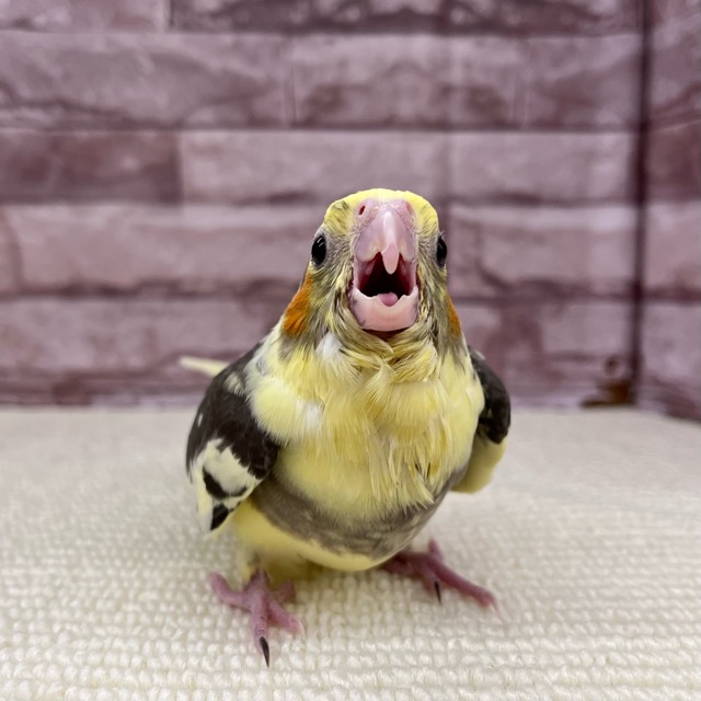 価格の安いオカメインコ(パイド)【ベタ慣れちゃん♥】5/14お写真