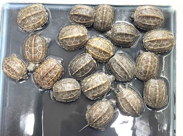 価格の安い⭐︎ゼニガメ(クサガメ) 複数匹入舎‼️ / アクア 価格の安い⭐︎ゼニガメ(クサガメ) 複数匹入舎‼️ / アクア