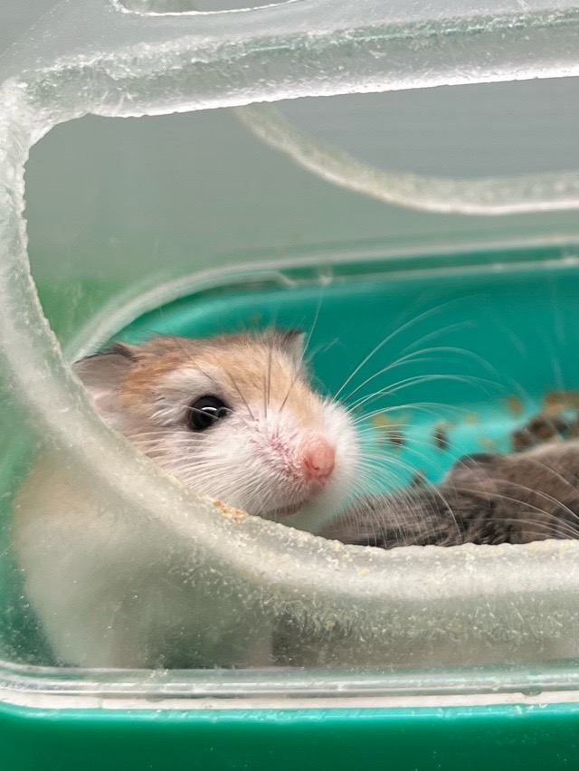 Robo Hamster Most Expensive Hamster Dwarf Hamster Price Pets At - Main Image