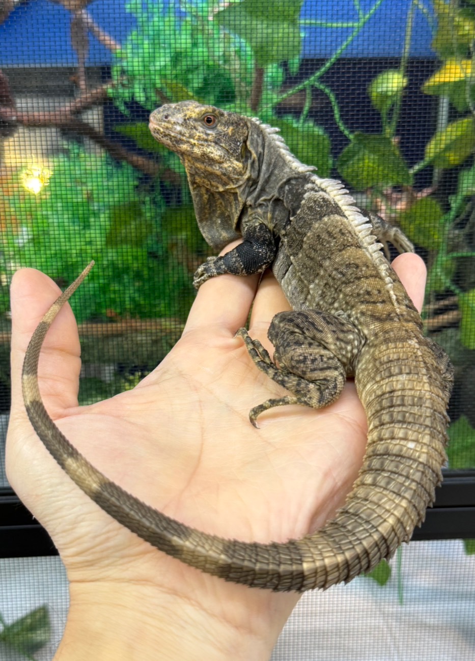 イグアナやトカゲが全22種！光る、色が変わるといったギミックが