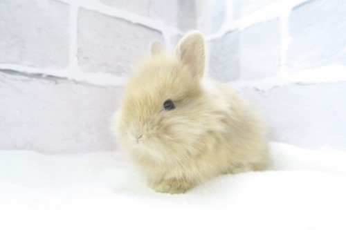 うさぎちゃん まとめ売り4点セット ウサギ 値段 相場 うさぎちゃん 4個セット売り [受注生産品