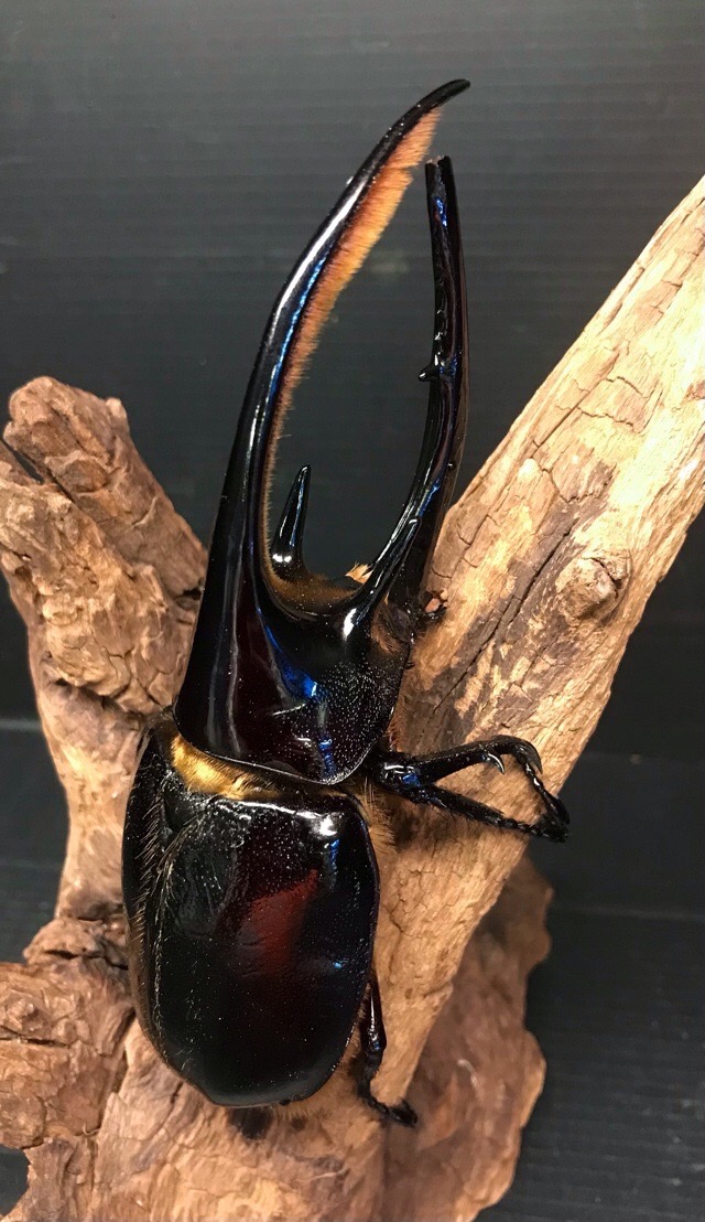 ネプチューンオオカブト♂野外品標本