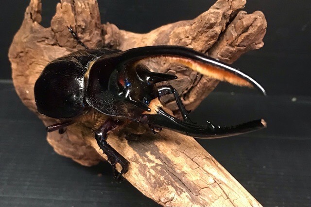 価格の安いネプチューンオオカブト ♂単 / アクア＆ペット かねだい