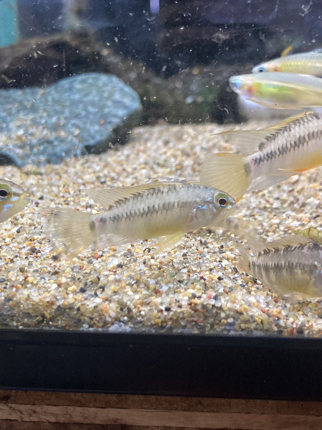 アピストグラマ フラベリカウダWF1 1ペア