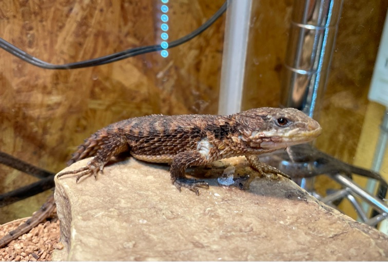 Hinata lizard