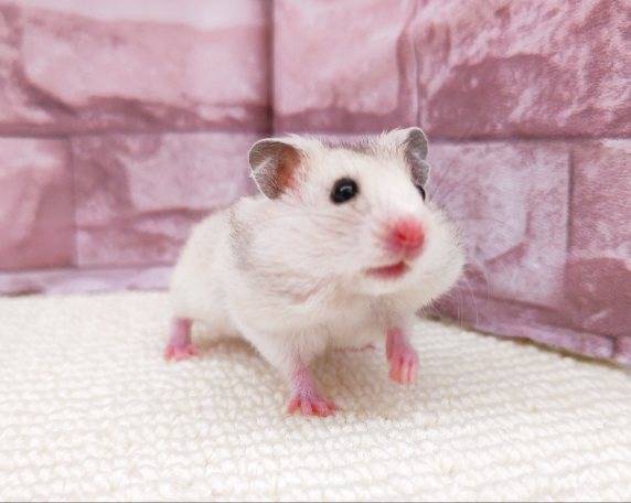 Short hair colored hamster