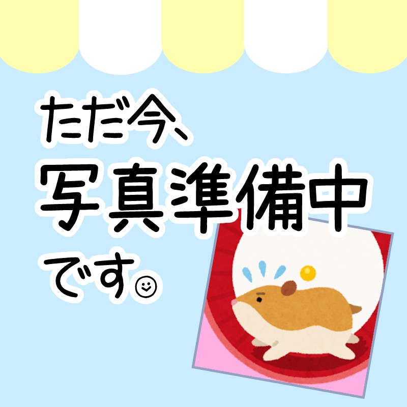 大特価！！フクロモモンガ　ホワイトフェイス　ペア