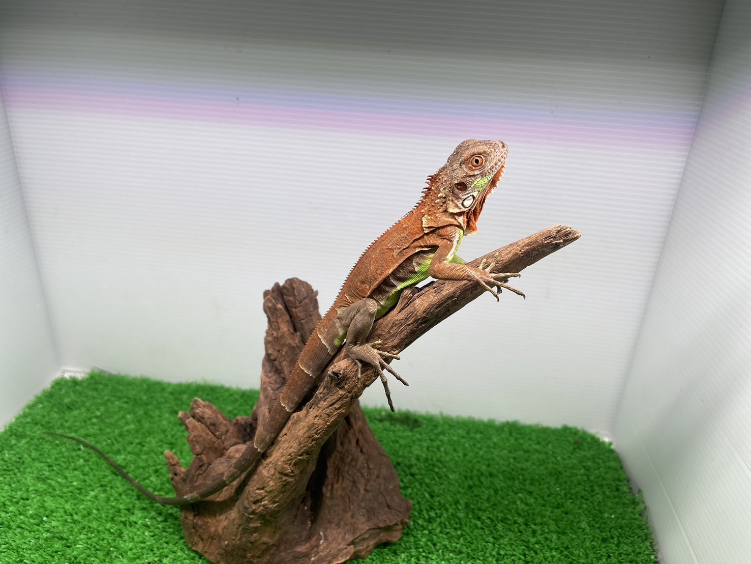 レッドイグアナ　（複数個体在舎の為、写真はイメージとなります。）