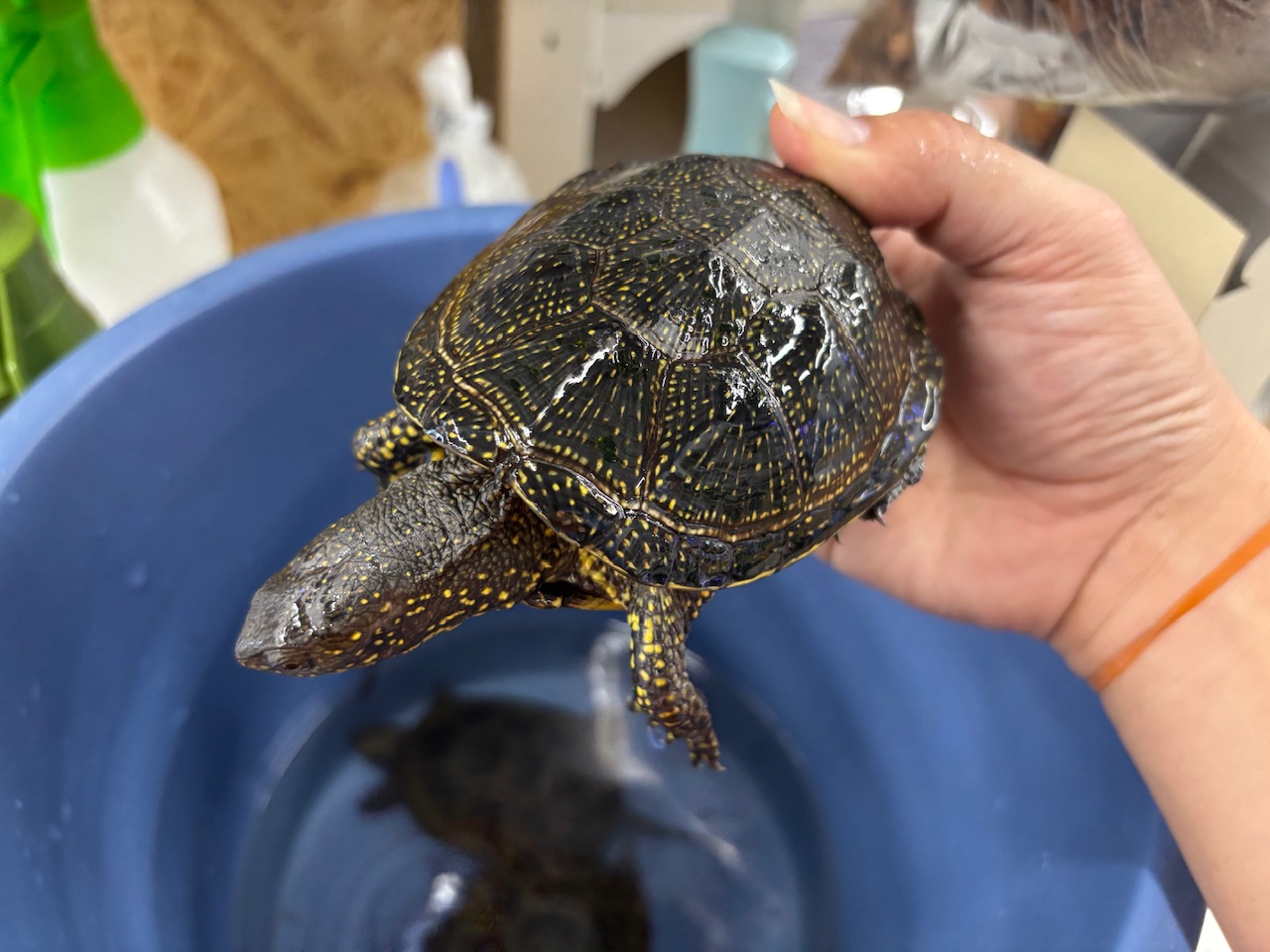 マケドニア東部CB キボシヌマガメ ドワーフフォーム 甲長約11cm± ペア
