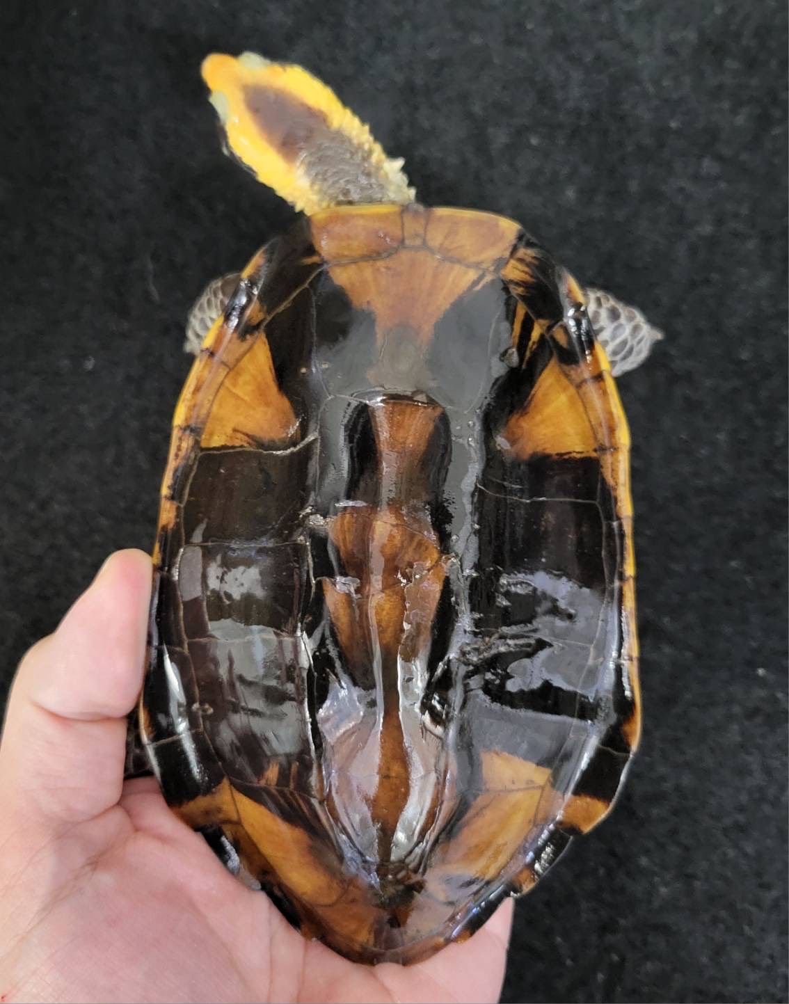 ヒラタヘビクビガメ　多甲