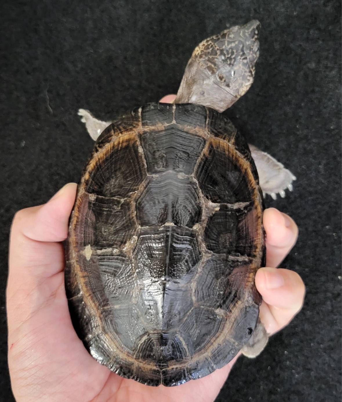 クロハコヨコクビガメ