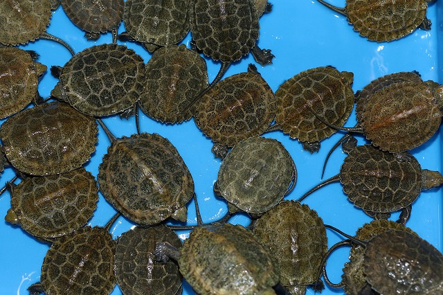 メタハラ　可動品　トカゲ　カメ　海水魚 サンシャイン水族館 トカゲ カメ: 小さな旅 2
