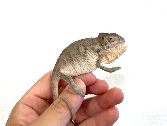 【未開封】くるくるカメレオン 販売済み 【未開封】くるくるカメレオン