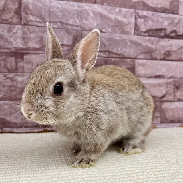 Netherland Dwarf (pedigree included) male