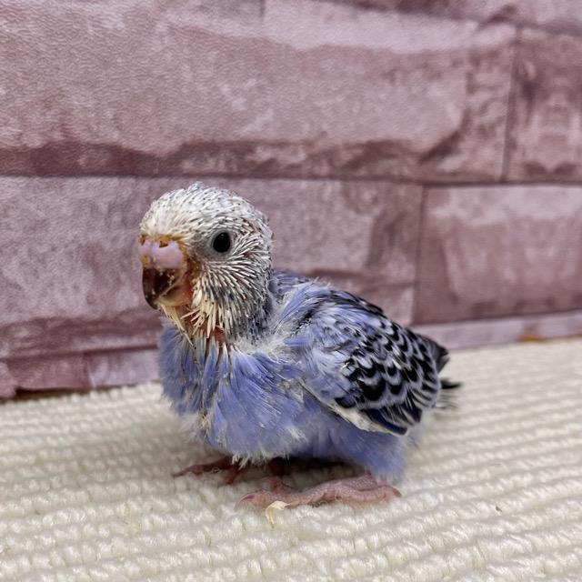 Budgerigar [I&#39;m feeding you ♪]