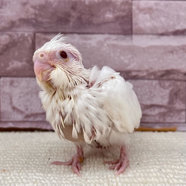Cockatiel (Super White) [Feeding by hand♪]