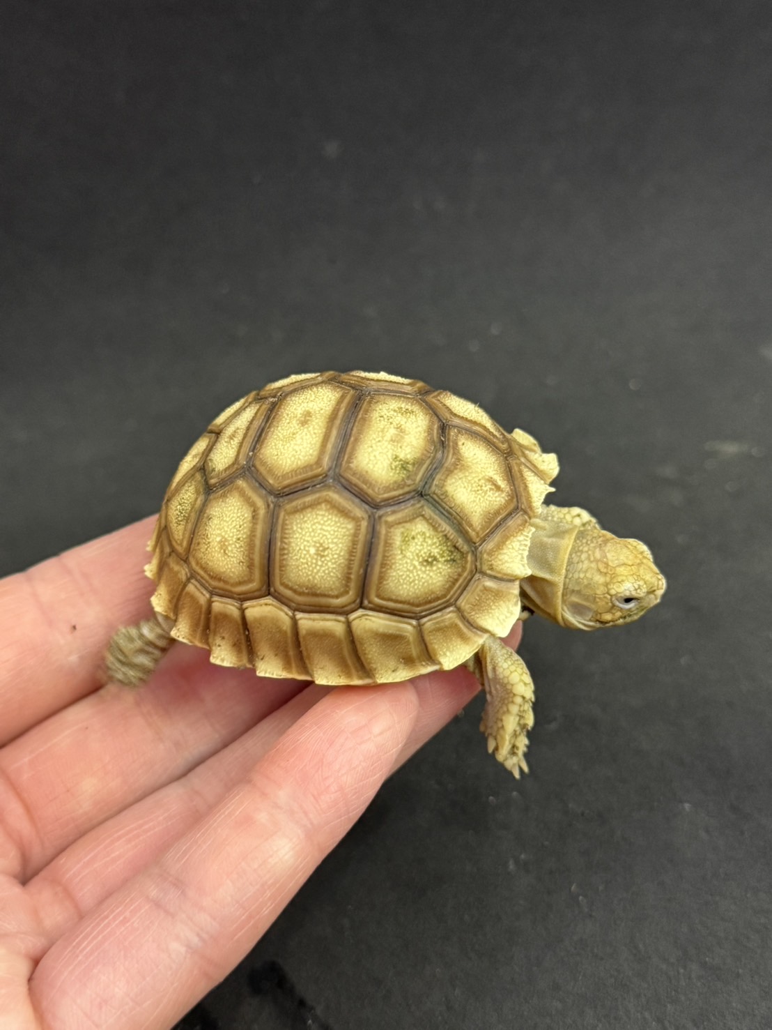 A slutty tortoise