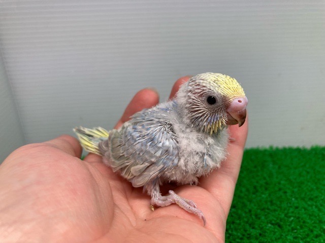 価格の安いセキセイインコ レインボー / アクア＆ペット かねだい