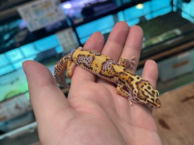 ヒョウモントカゲモドキ ベルアルビノhetエクリプス