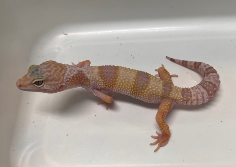 ヒョウモントカゲモドキ スノーグロー