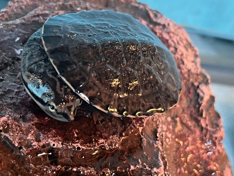 Jeffrole Frog Turtle