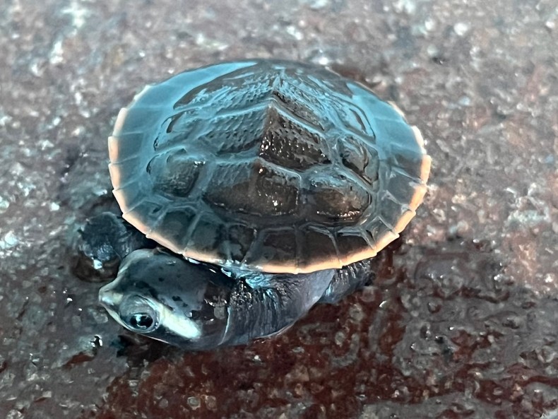 Grilled Turtle