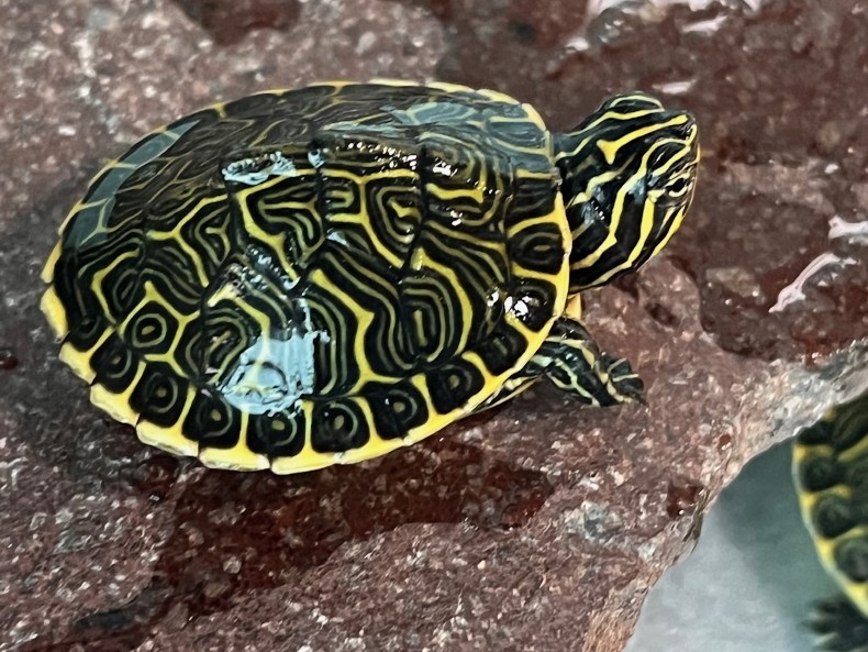Peninsula Cooter