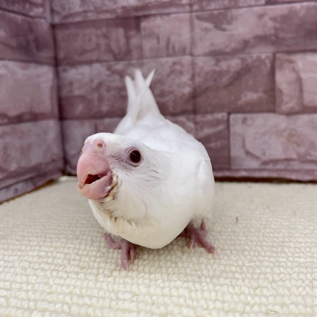 オカメインコ 楽天市場】TOMO YAMASHITA DESIGN STUDIO. オカメインコ雑誌