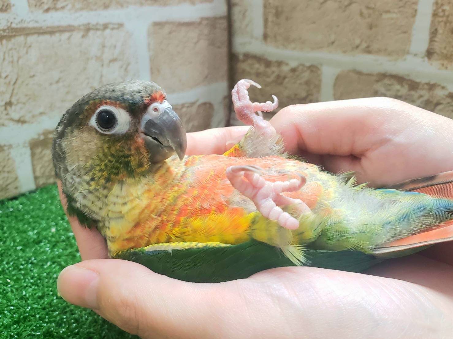 【超絶べたなれちゃん♡】ワキコガネウロコインコ（挿餌終了してます❣）