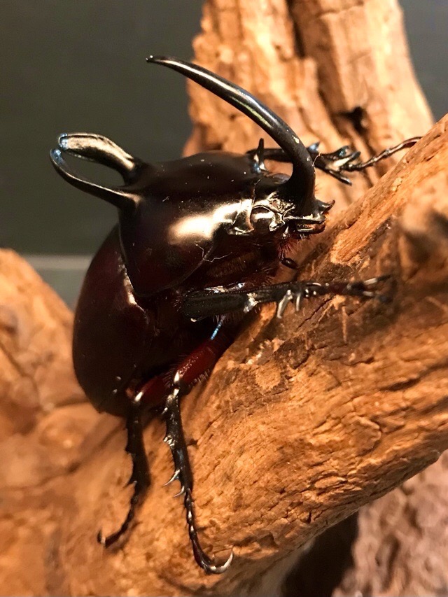 ゴホンヅノカブトWILDペア、♀単 | Dorcus-Saga