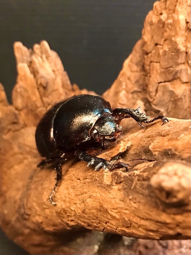 ゴホンヅノカブトWILDペア、♀単 | Dorcus-Saga