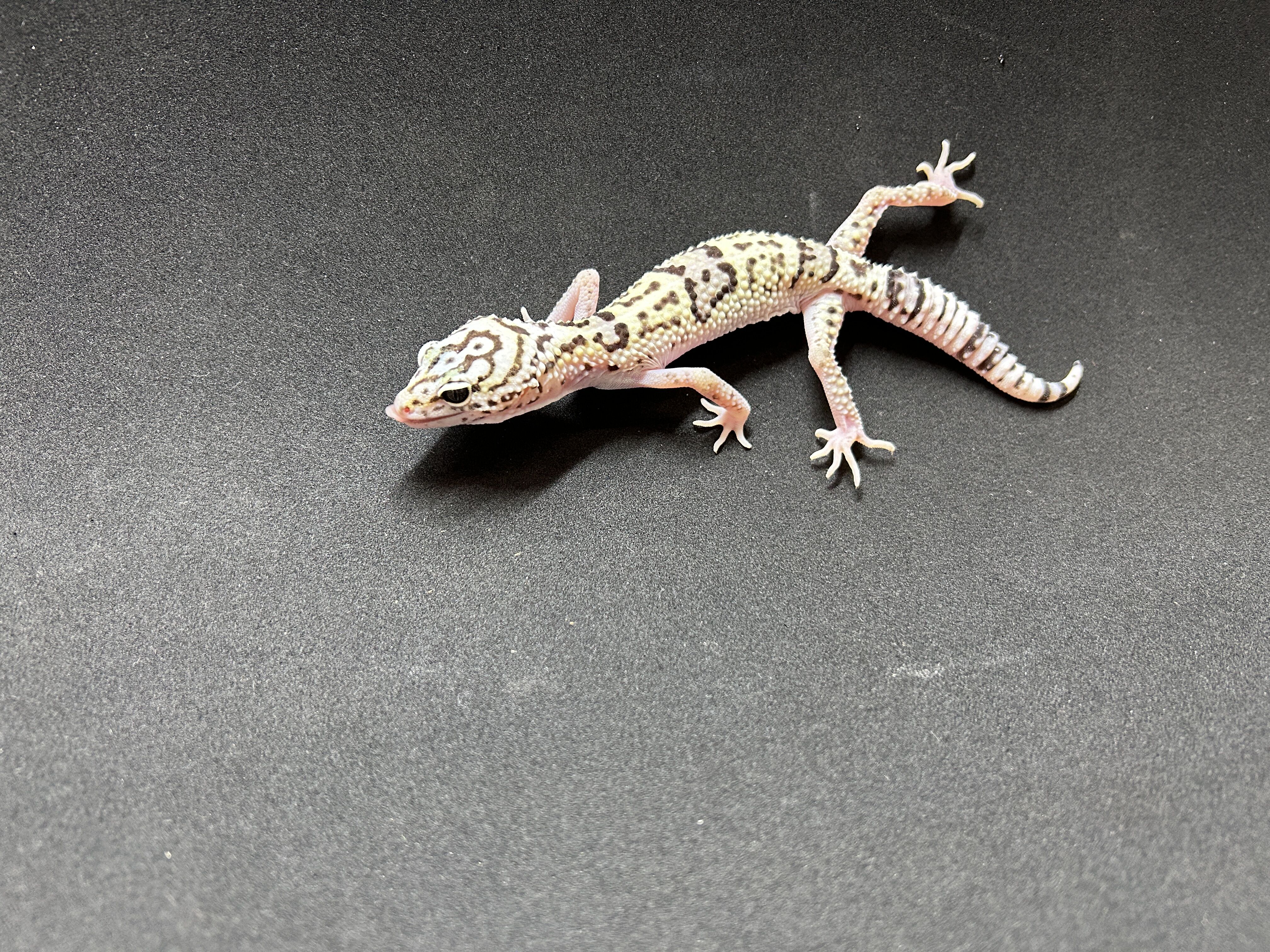 Ghost Gecko Elam