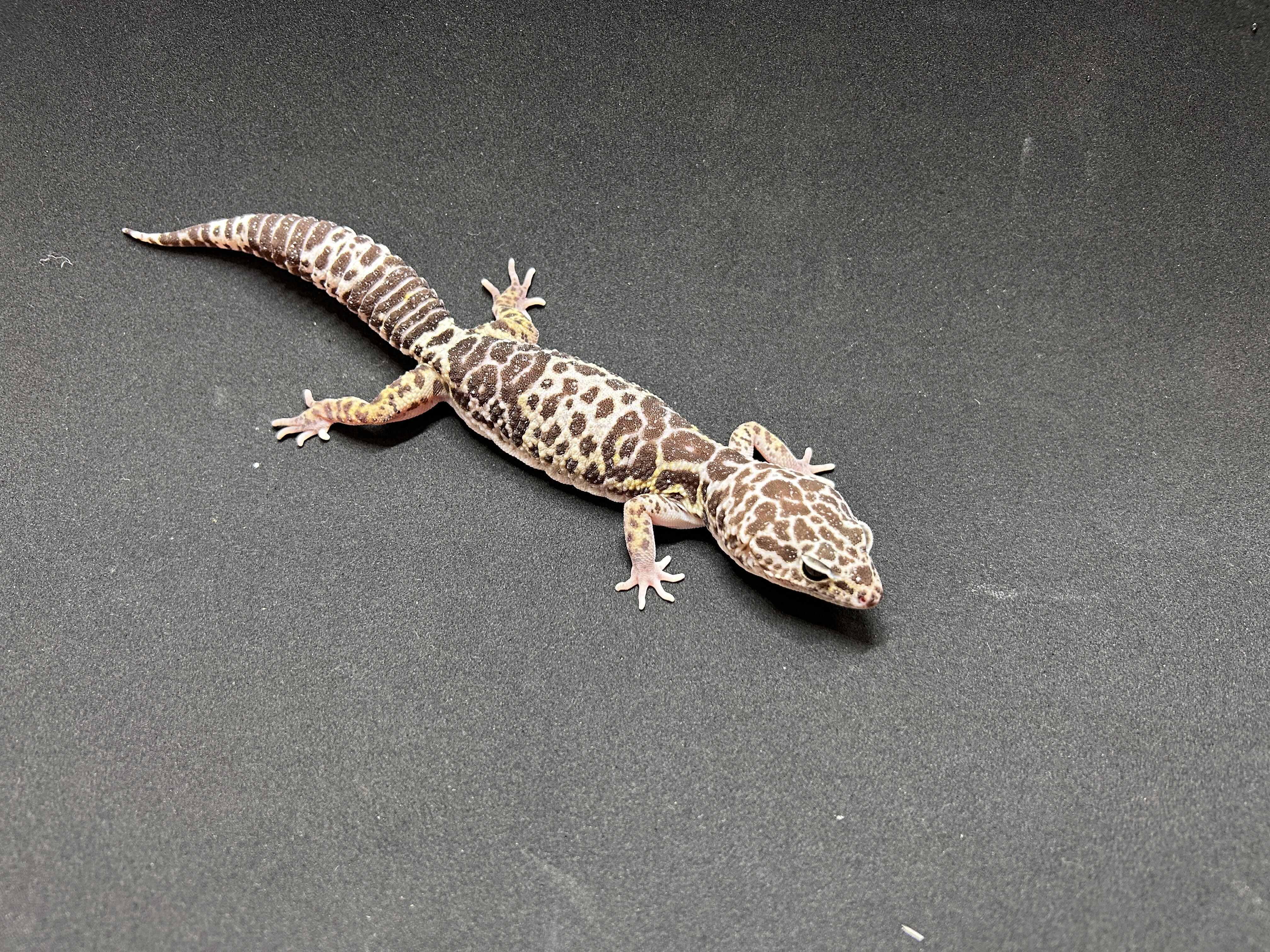 Giant gecko