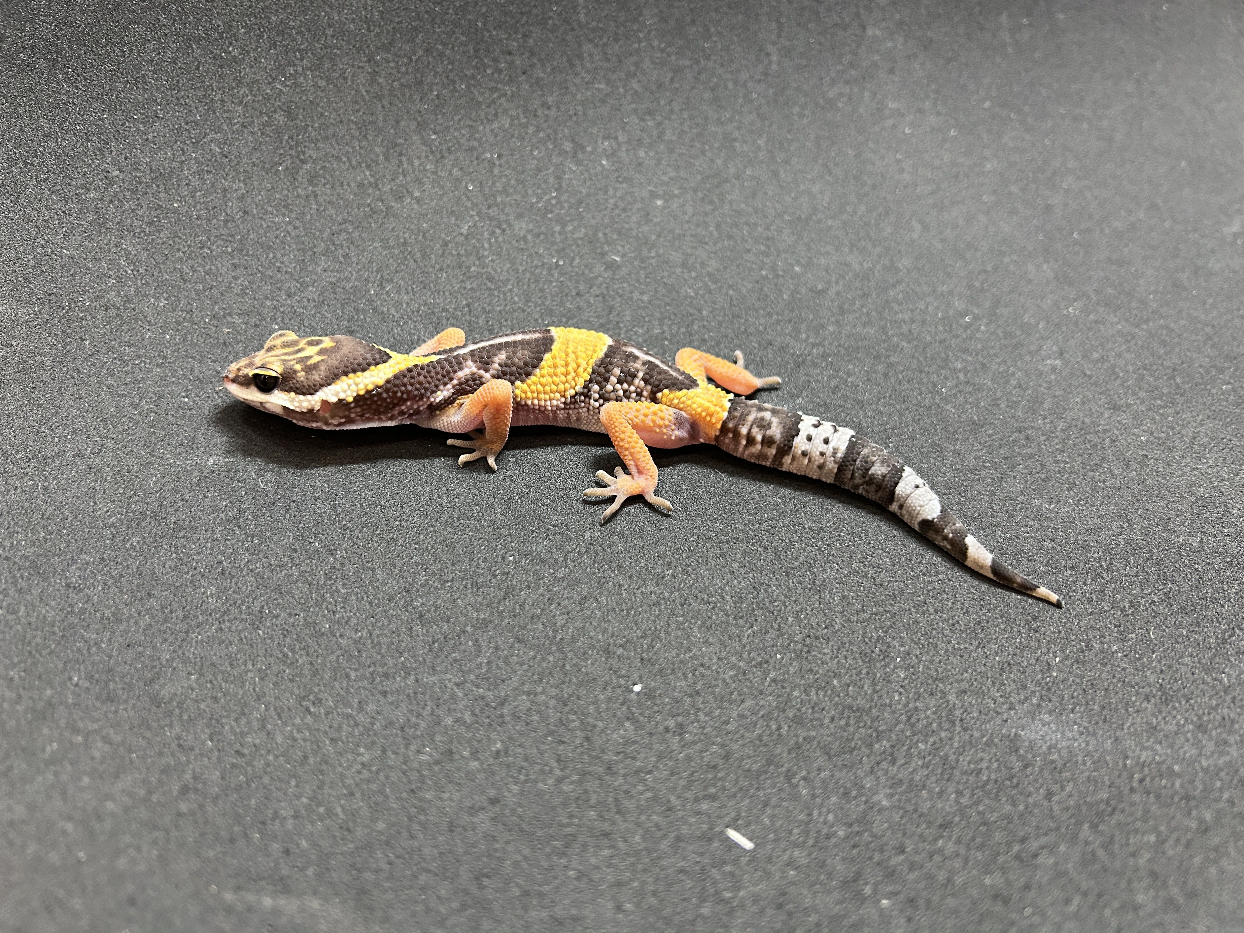 Eastern Indian Skinked Gecko