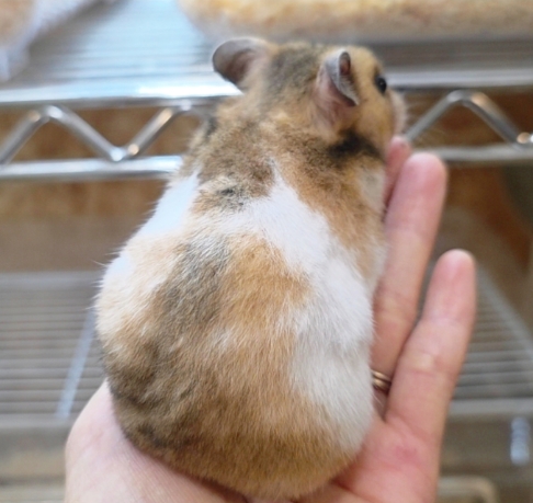 価格の安いゴールデンハムスター トリコロールカラー / アクア