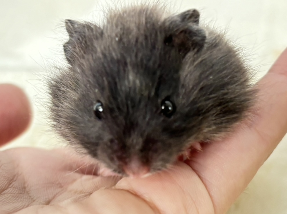 Long-haired hamster (female)