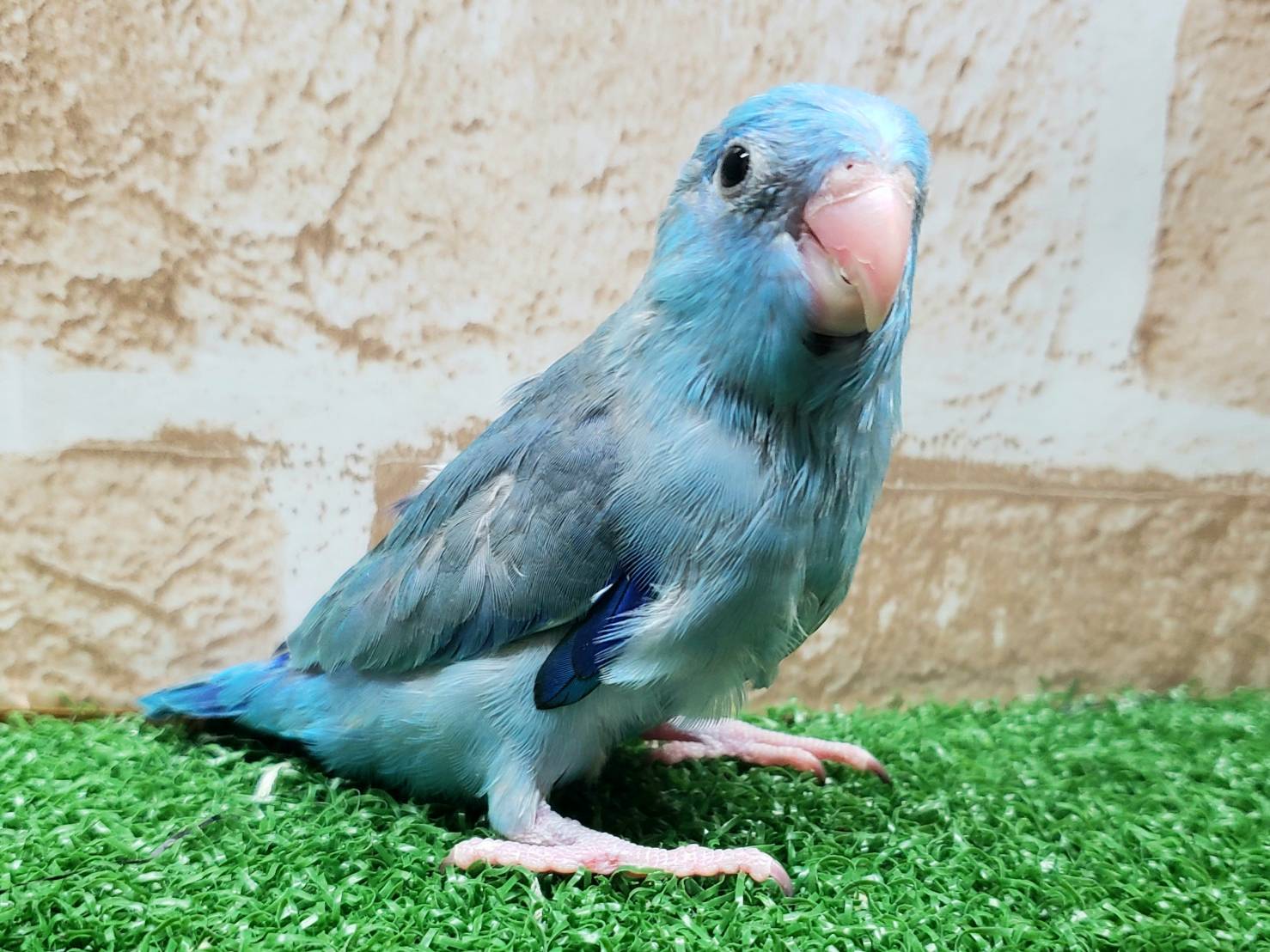 Hand-raised Parrotlet, Blue (male) [Photos added on 11/11]