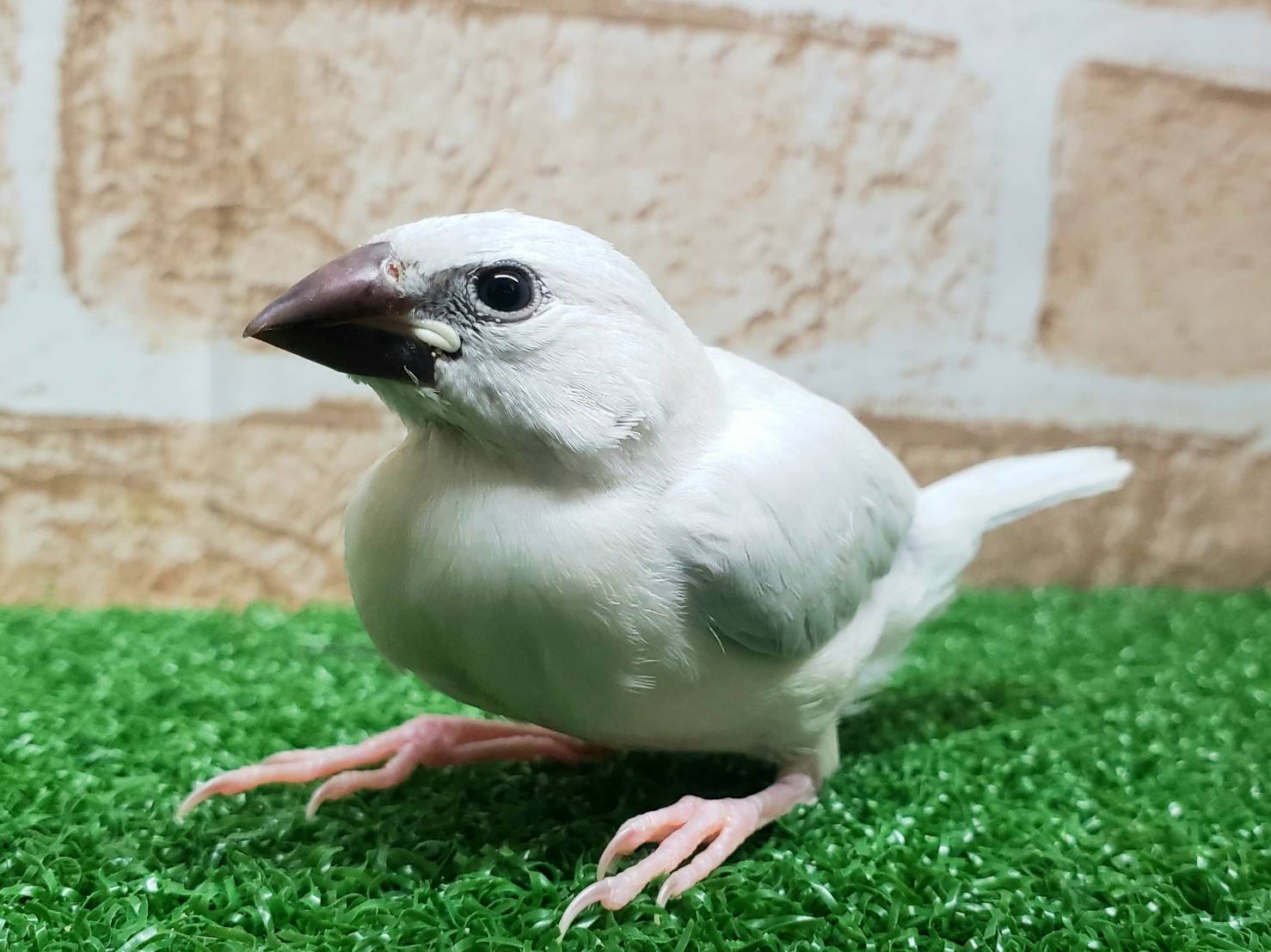 Hand-held Silver Java Sparrow