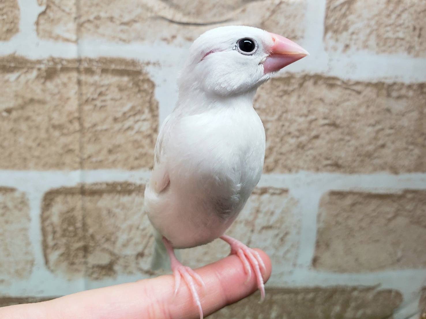 Hand-held white Java sparrow