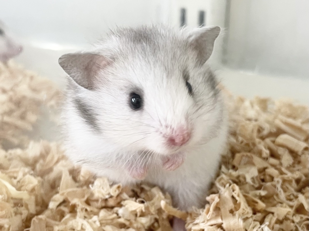 長毛ハムスター♀