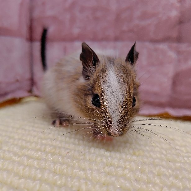 デグー（ノーマルパイド）女の子