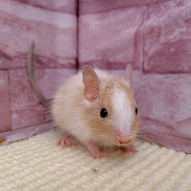 デグー（サンドパイド）女の子