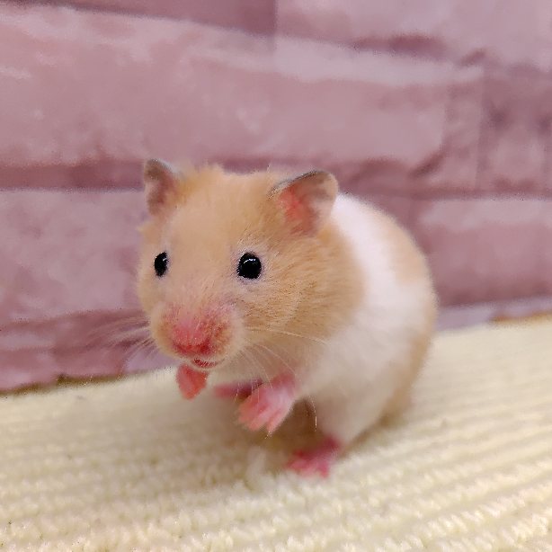 短毛カラーハムスター(男の子)