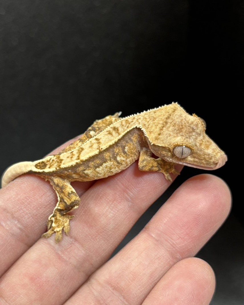 クレステッドゲッコー トリカラー 11-66