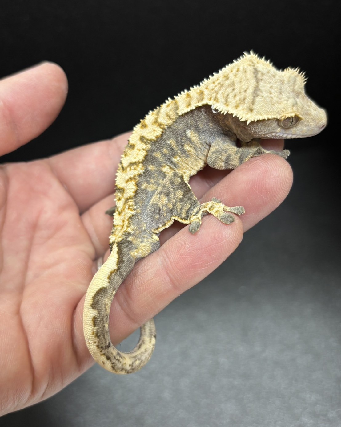 クレステッドゲッコー トリカラー 11-57